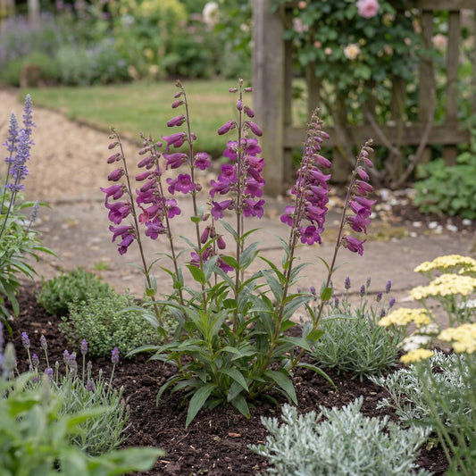 Midnight Penstemon