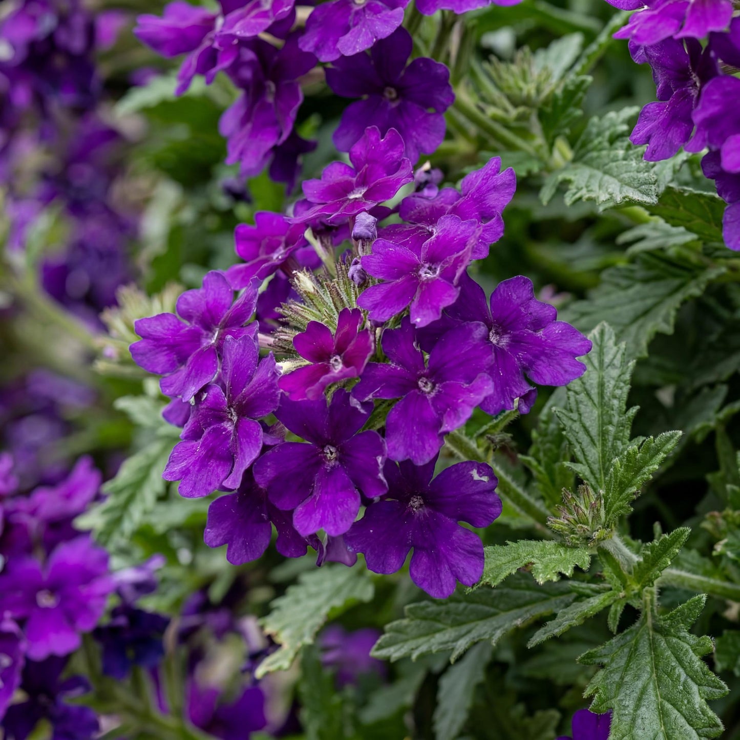 Cobalt Blue Empress Flair Verbena