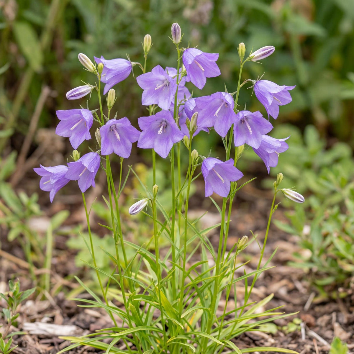 Rotundifolia Campanula