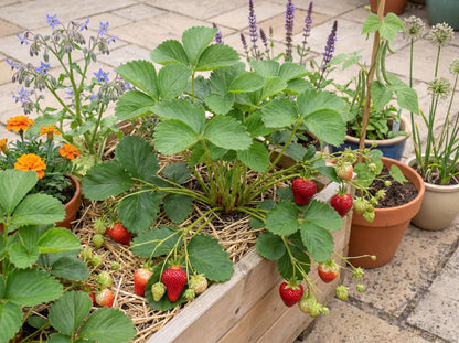Albion Strawberry