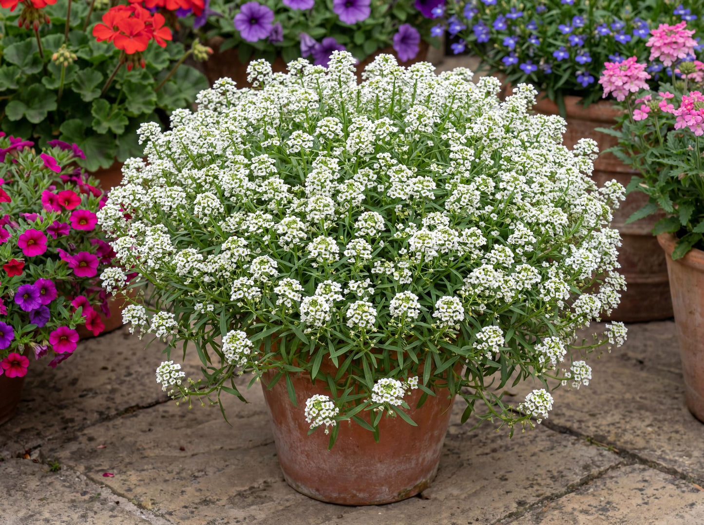 White Sweet Alyssum Hybrida Stream Compact