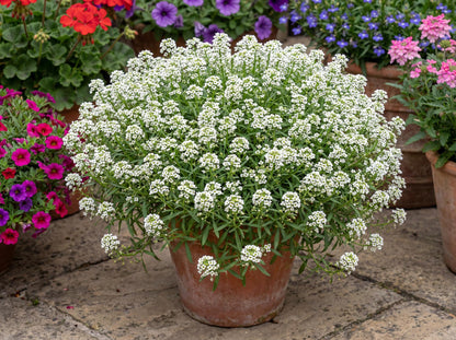White Sweet Alyssum Hybrida Stream Compact