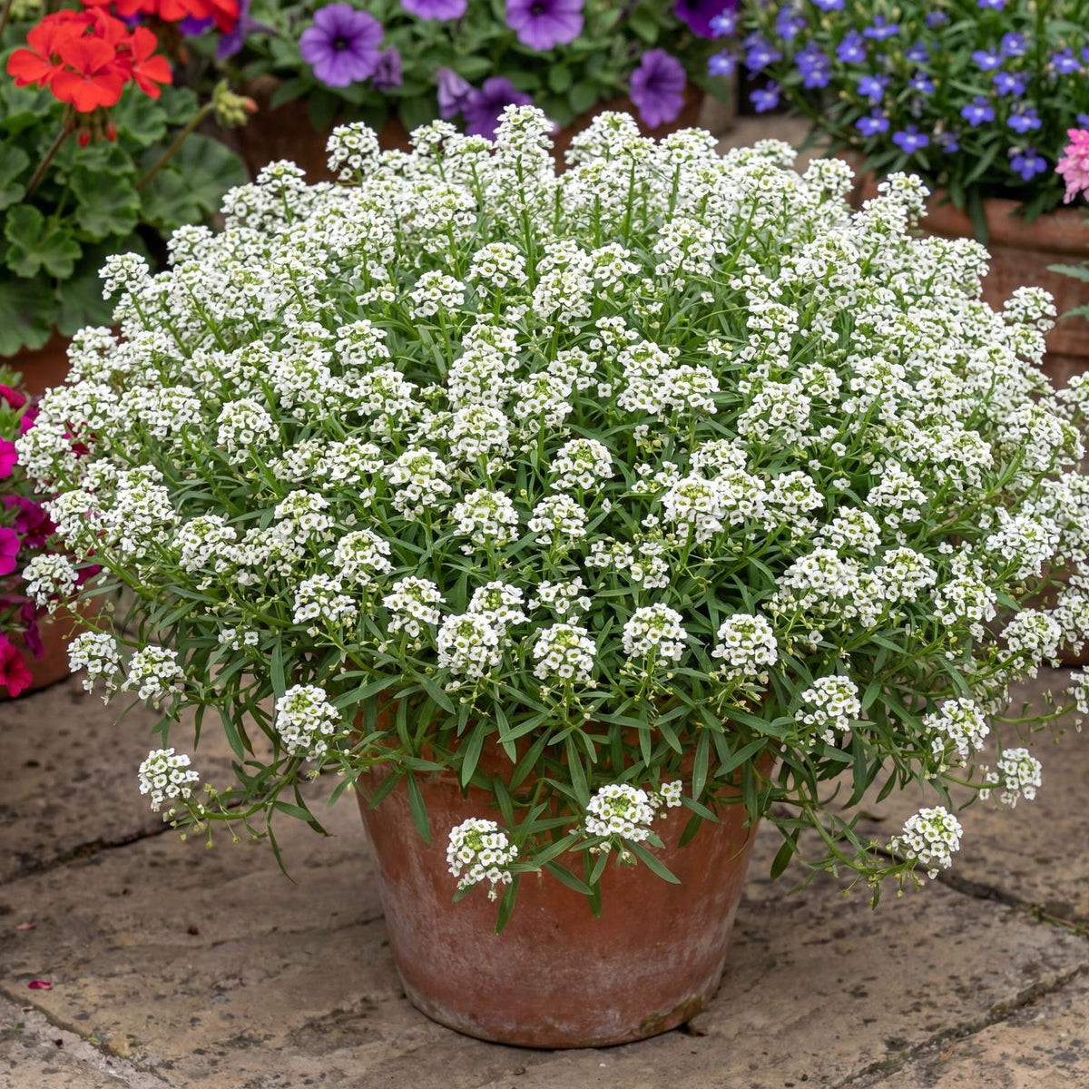 White Sweet Alyssum Hybrida Stream Compact
