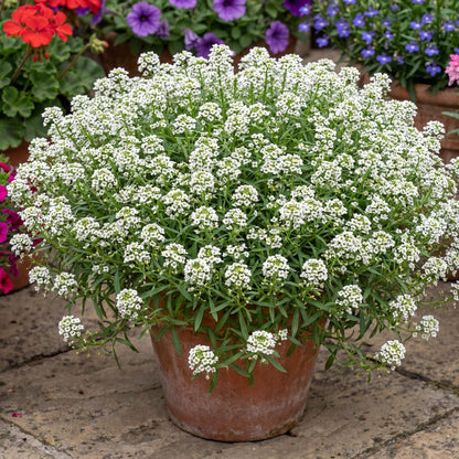 White Sweet Alyssum Hybrida Stream Compact