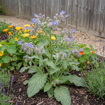 Borage 4"