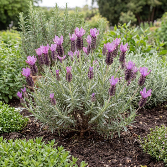 Voltage Violet French Lavender in a 4-inch pot, a compact silver-green mound known for purple blooms