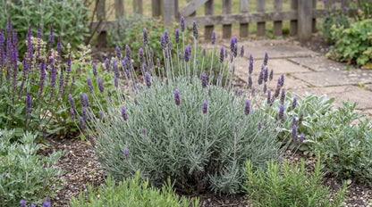 Purple Floral Grey Lavender