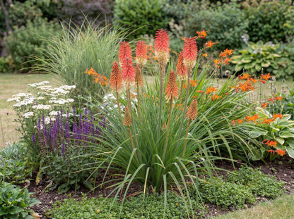 Flamenco Red Hot Poker