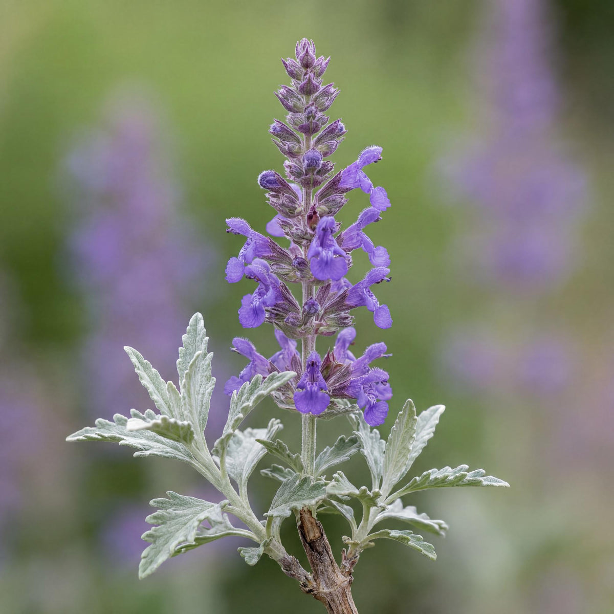Russian Sage carries finely cut silver-green foliage on pale upright stems in a loose bushy clump