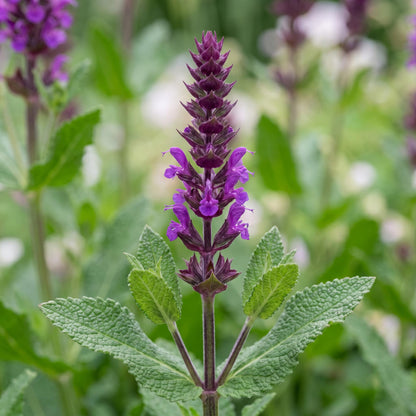 Bumbleberry Salvia