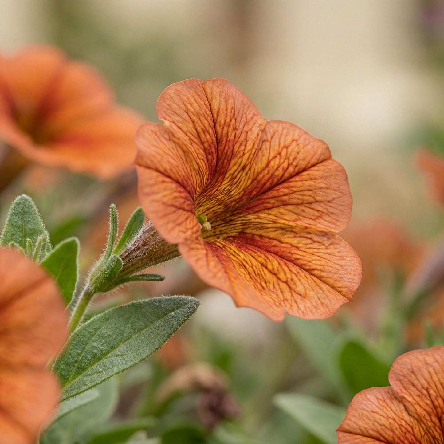 Cinnamon Supercal Petchoa