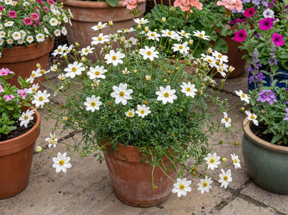 White Delight Bidens