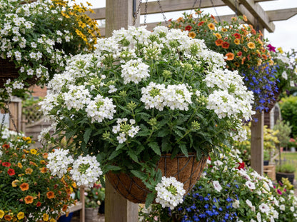Vanessa White Verbena