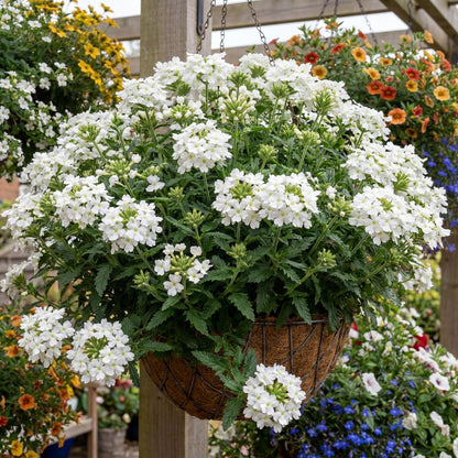 Vanessa White Verbena
