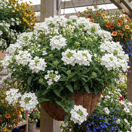 Vanessa White Verbena