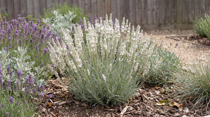 Alba White Floral Lavender