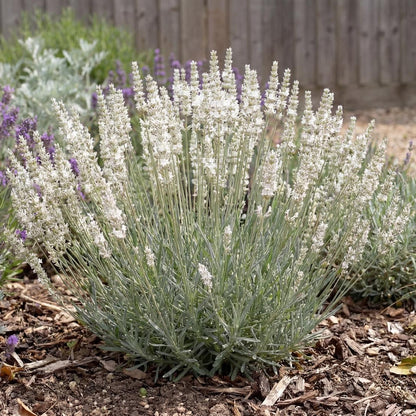 Alba White Floral Lavender