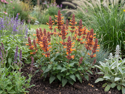 Honeysticks Ember Agastache