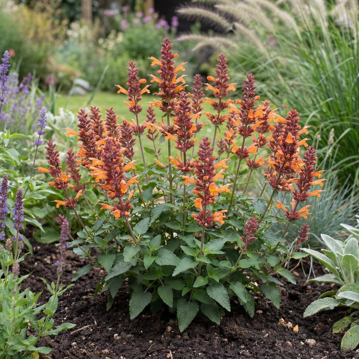 Honeysticks Ember Agastache
