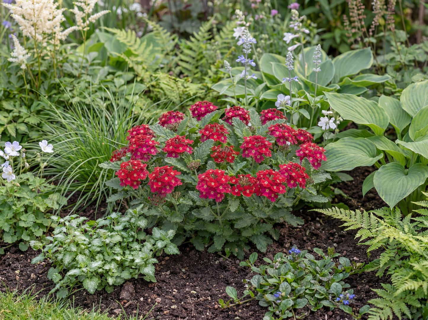 Cherry Empress Sun Verbena