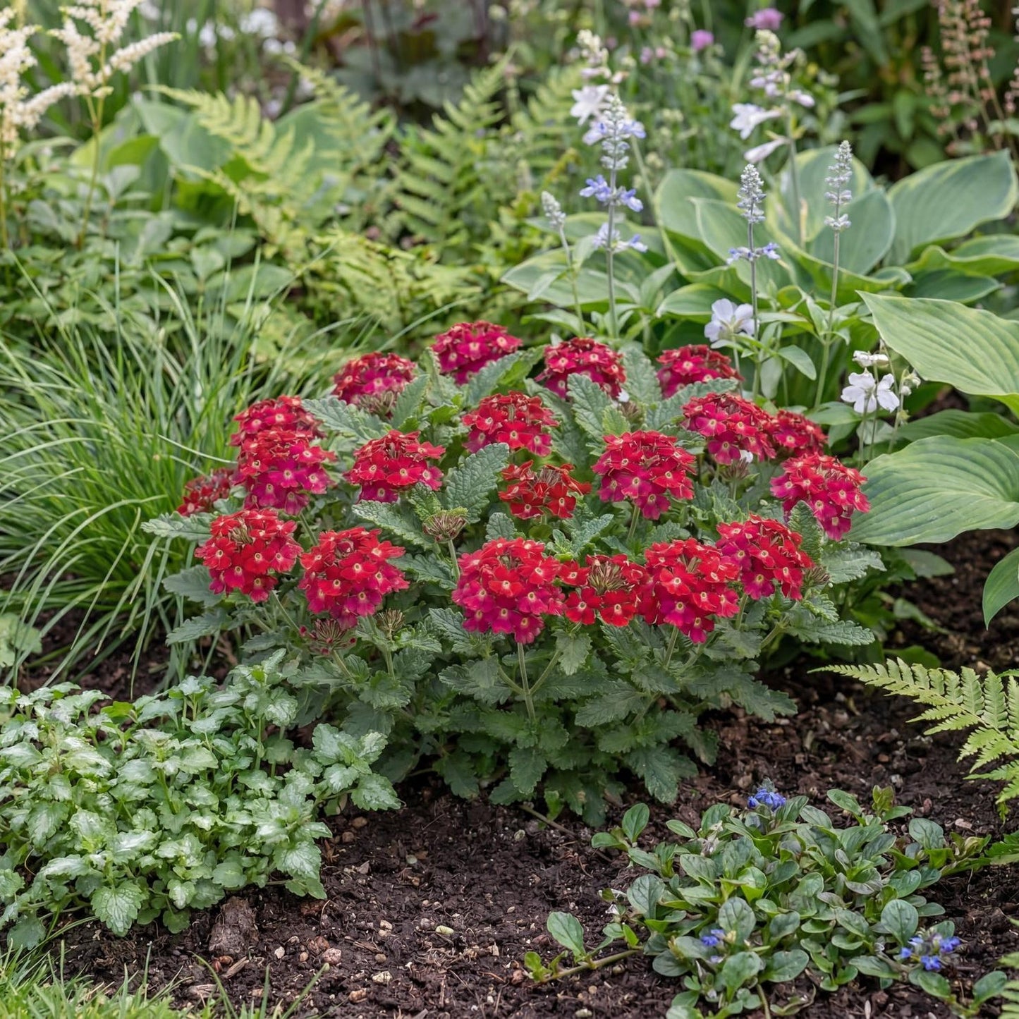 Cherry Empress Sun Verbena