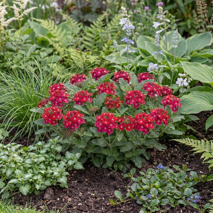 Cherry Empress Sun Verbena