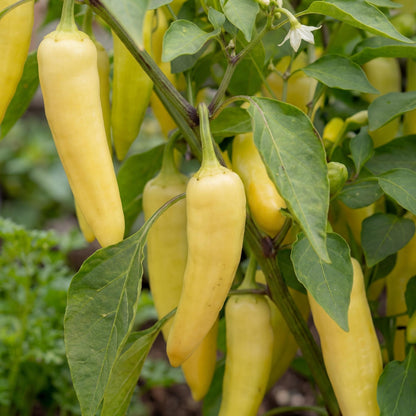 Sweet Banana Pepper