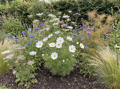 Casanova White Cosmos
