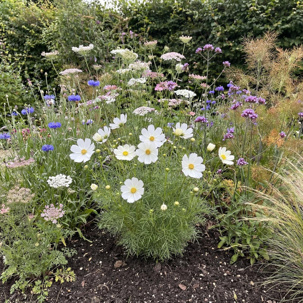 Casanova White Cosmos