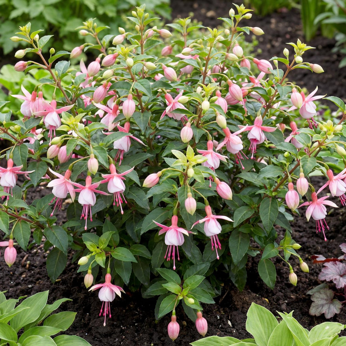 Southgate Fuchsia, Fuchsia 'Southgate', in a 4-inch pot, with pink and white flowers on a compact bushy plant