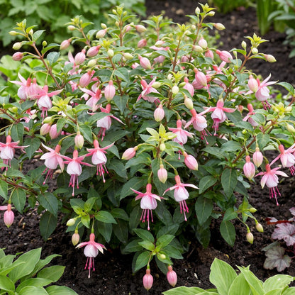 Southgate Fuchsia, Fuchsia 'Southgate', in a 4-inch pot, with pink and white flowers on a compact bushy plant