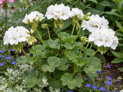 Calliope Large White Geranium