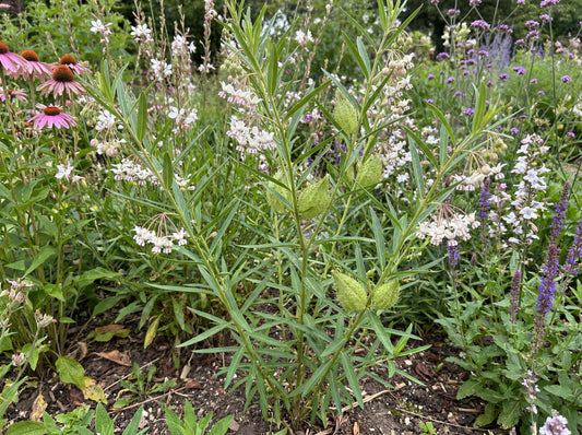 Mini Swan Milkweed