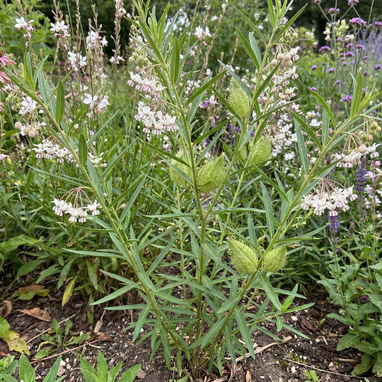 Mini Swan Milkweed in a 4-inch pot, an upright bushy plant with slim green leaves and creamy blooms