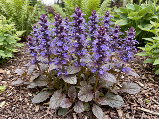 Catlin's Giant Ajuga