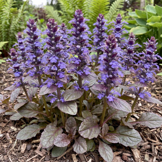 Catlin's Giant Ajuga