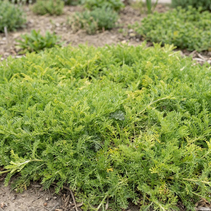 Treneague Chamomile spreads into an apple-scented mat that takes light foot traffic in place of turf