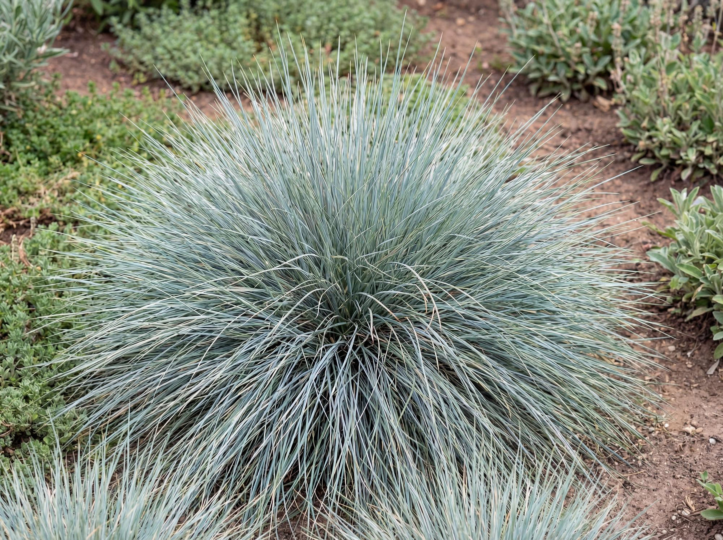 Elijah Blue Fescue