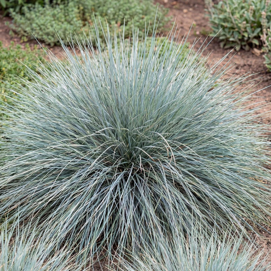 Elijah Blue Fescue