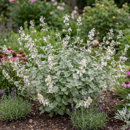 Serene Frost Variegated Catmint