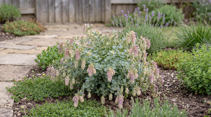 Kent Beauty Ornamental Oregano