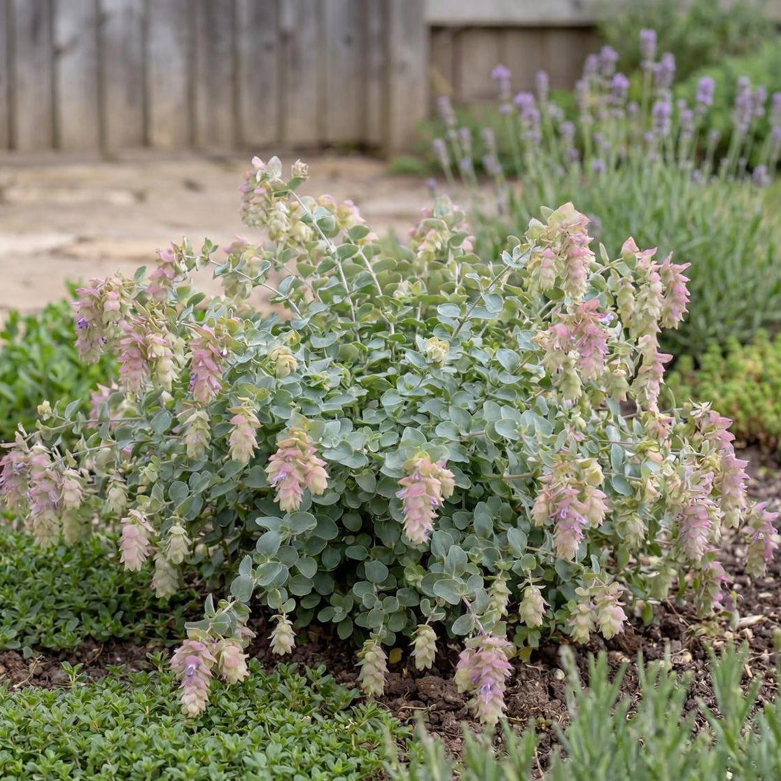 Kent Beauty Ornamental Oregano