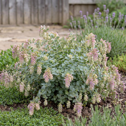 Kent Beauty Ornamental Oregano