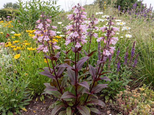 Blackbeard Penstemon