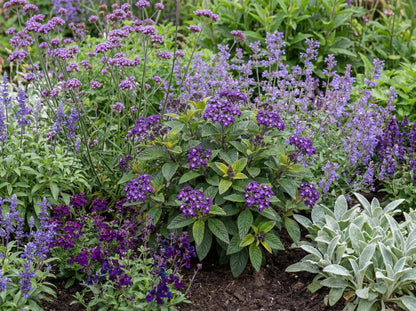Fragrant Delight Heliotrope