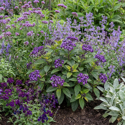 Fragrant Delight Heliotrope
