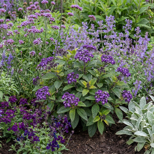 Fragrant Delight Heliotrope