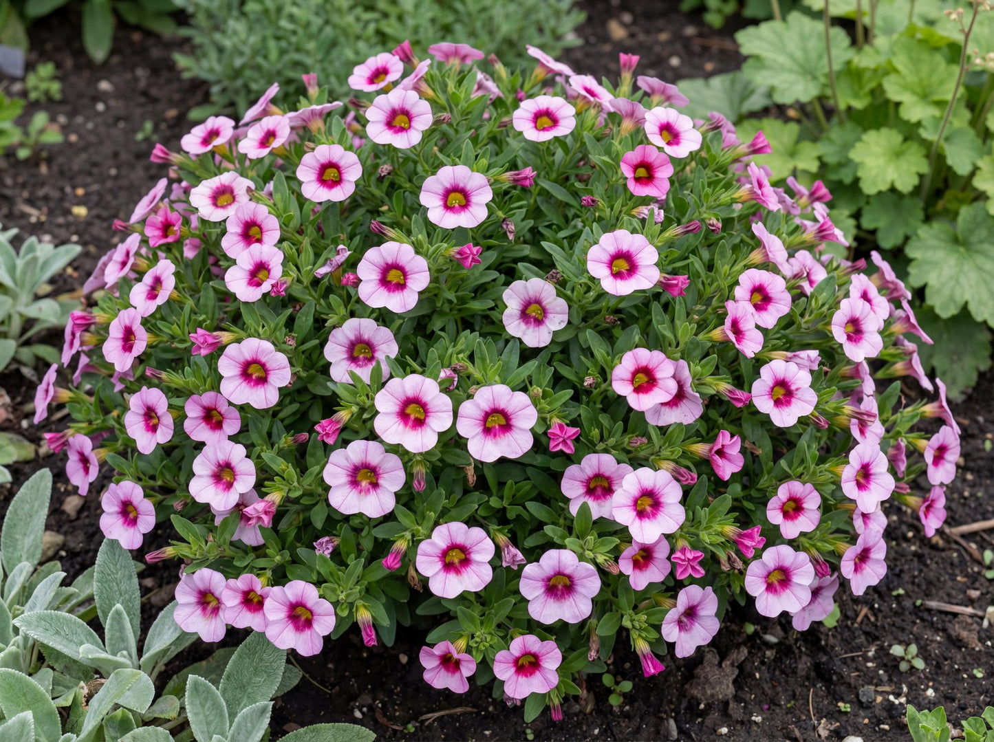 Light Pink Eye MiniFamous Neo Calibrachoa