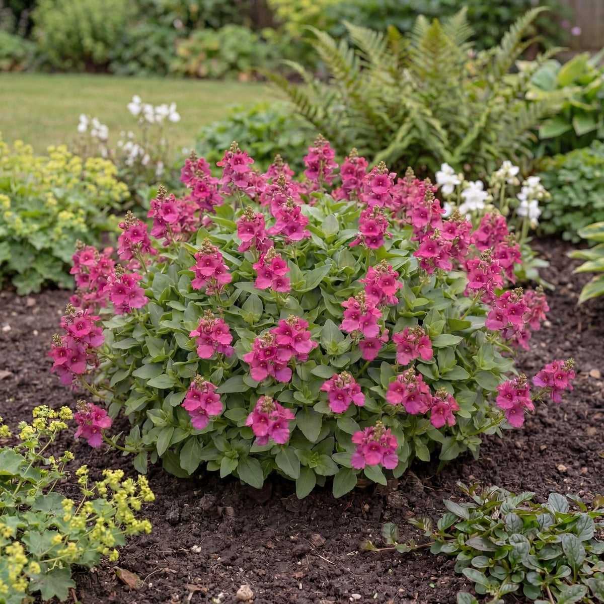 Dark Pink Towers of Flowers Diascia