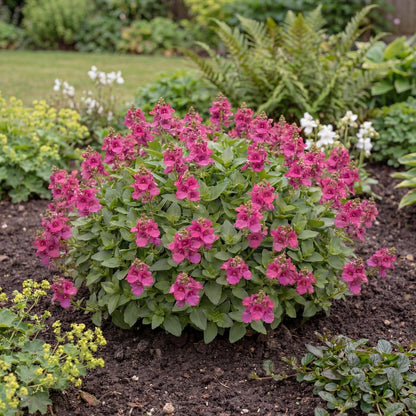 Dark Pink Towers of Flowers Diascia